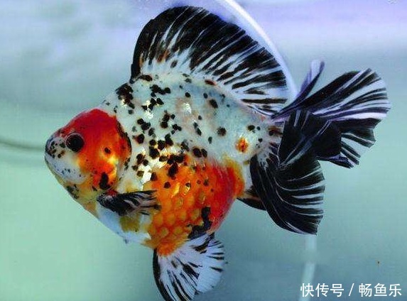 五花琉金怎么养 五花琉金鱼饲养方法 快资讯