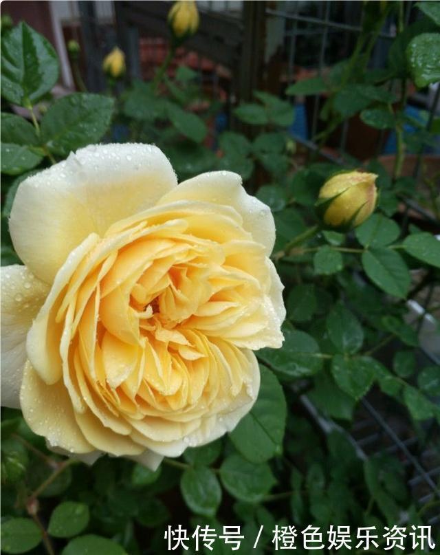 细数10种狼牙棒月季,怕刺的可绕道