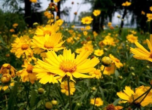 几款花卉，开花勤爱爆盆，开花一茬接一茬，对待新手很友好