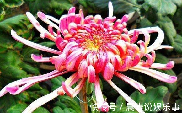 喜欢养菊就选“巾帼雄风”,花姿优美,淡雅清奇,观赏性价值极高