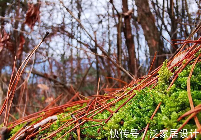 松针腐殖土|秋分到,正好配制兰花植料,松针土这样准备,明年就能养好兰花了