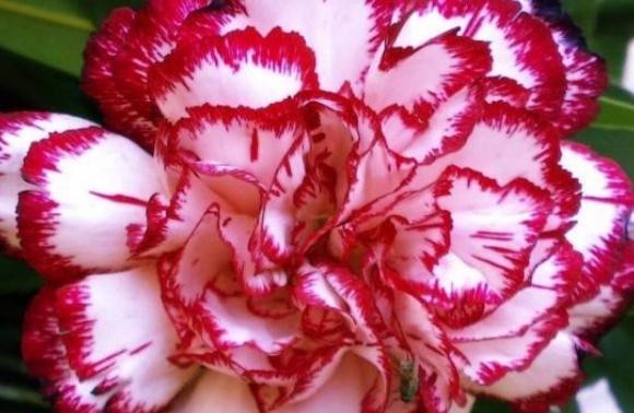 养好康乃馨，好好学“一招”，花朵一蹿就满枝，花开“别样红”