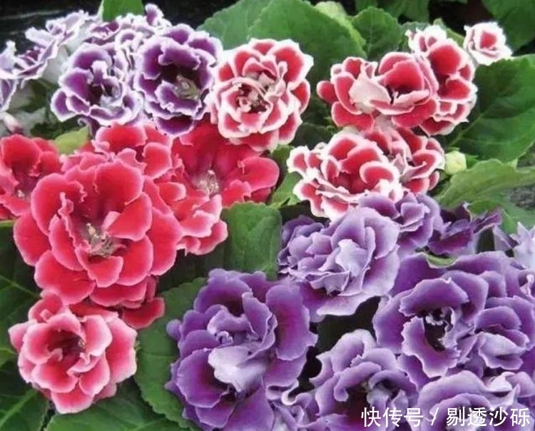 3种花好养易活，旺财又养人，比牡丹还美，年年开花美翻