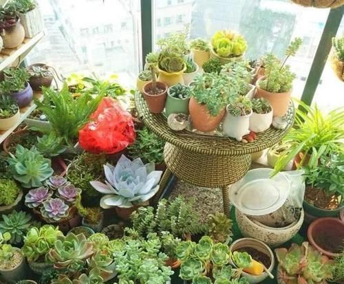 茎干|养多肉植物如何加速上色调节3方面,茎干长出好多'小莲花'