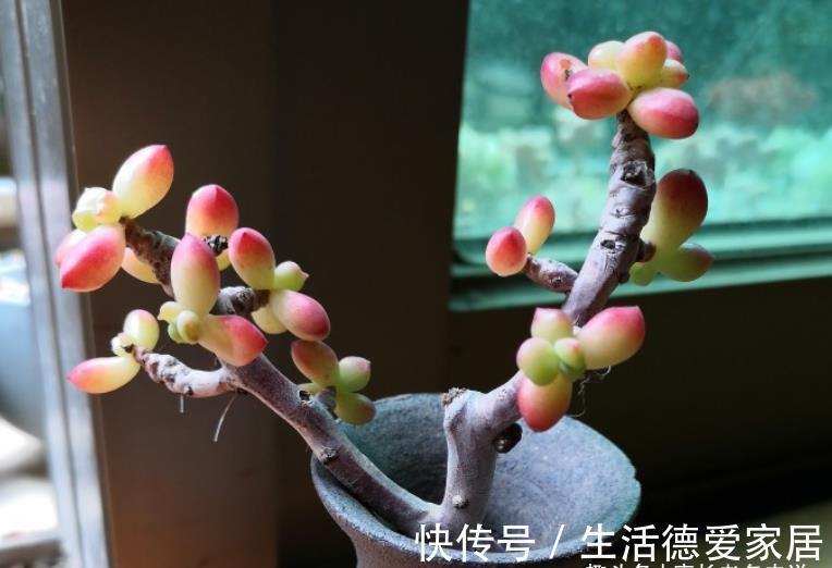 肉友|入秋后，多肉如果出现4种现象，说明它们已经睡醒，可以正常养护