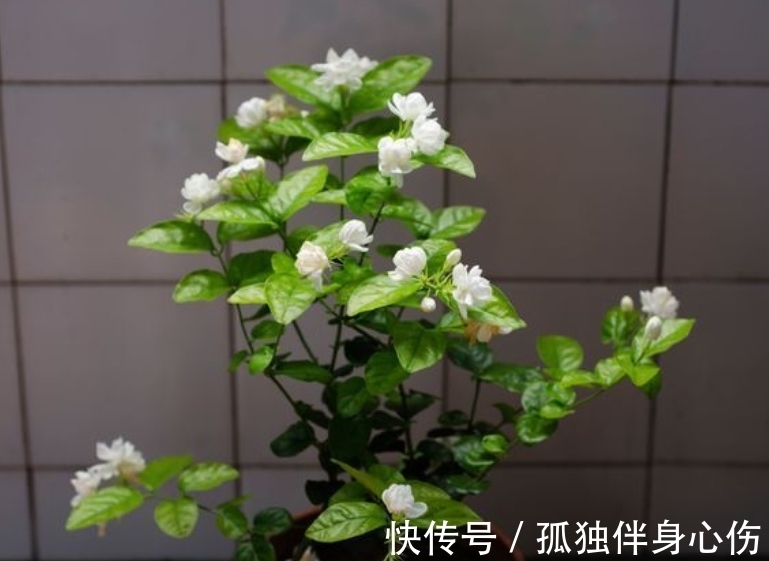 四喜|好养的花卉就是茉莉花,但是想要夏季开不停,要做好四喜一勤