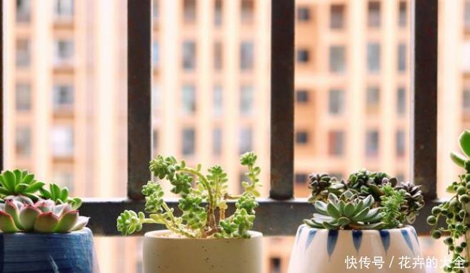 白兰花|不适合室内养的5种花草,入手要谨慎,没有露养条件白花钱