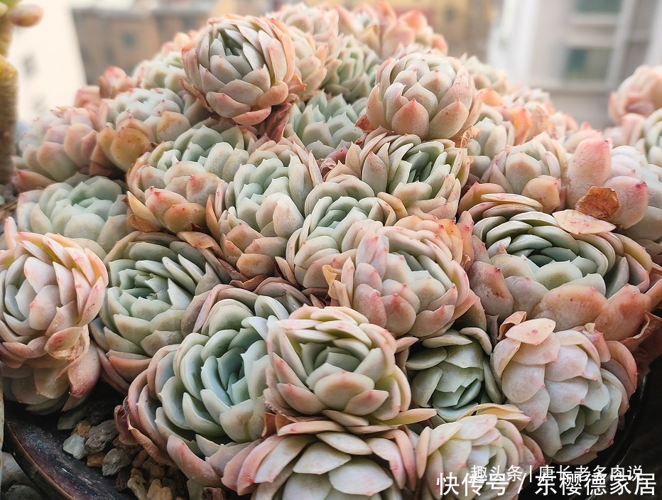 网购的群生多肉散开了怎么办?不用着急,我们可以这样来解决问题