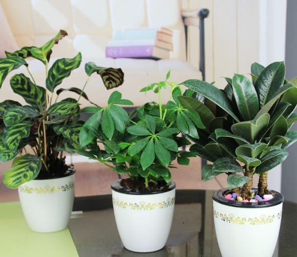 把“福气树”养在家,养越久越“值钱”,还能吸走“甲醛”,值