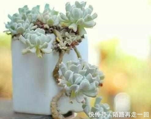 浇水|这6种多肉,不浇水都能爆盆,你能养死我不服!