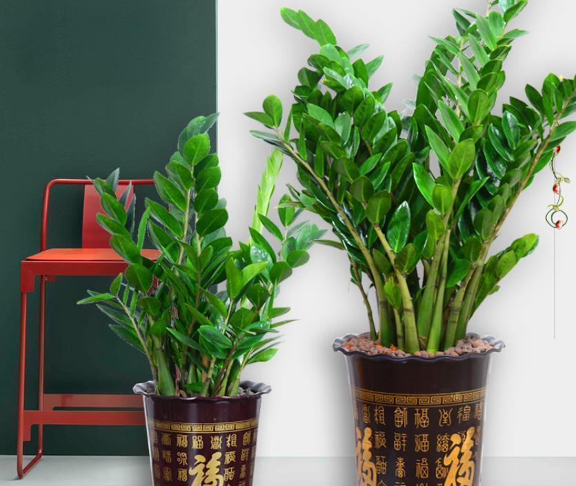 观音竹|“4种花”不分季节，想养就随时养，好养又好看