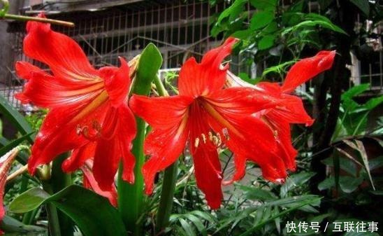 朱顶红还在长叶子给它做3步，让它睡一觉，“睡醒”直接开花！