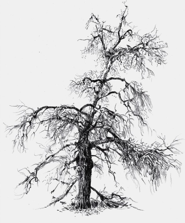 素描&唯美写实的素描,西班牙艺术家Miguel Angel Oyarbid笔下的树