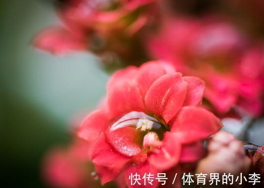 盘点一下今年被我养挂掉的花,品种不多,第6种现在还觉得很可惜