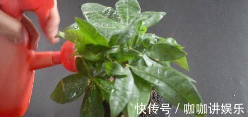 养花怎么补偿营养水 用它泡一泡浇花, 浇过的花油绿直冒芽, 很实用