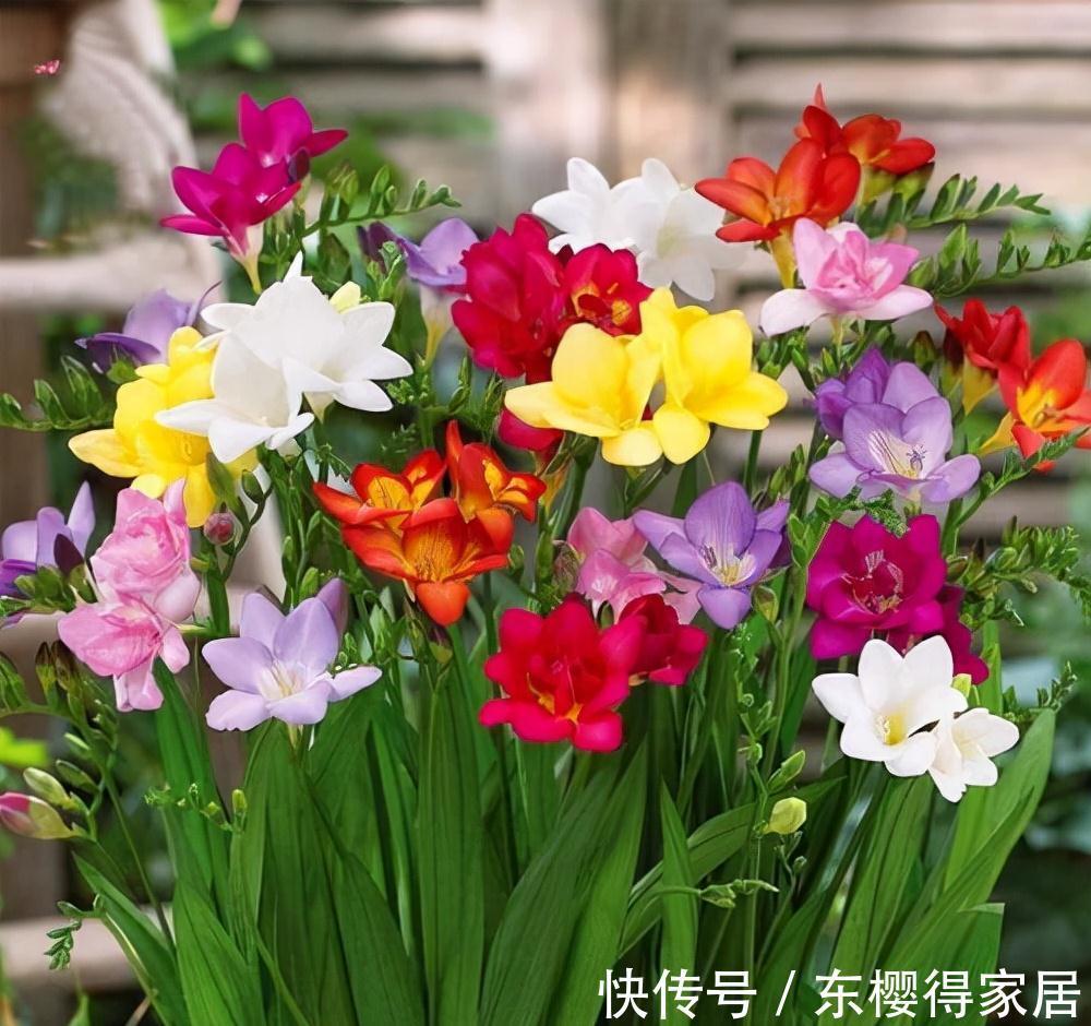 小苗|养了一棵花，爆了“一窝崽”，漂亮又好养，就是不值钱