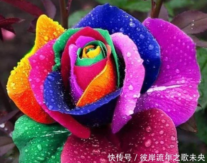 喜欢在家中养护花卉,就选择花期长,花色绚丽的5种花卉,非常美