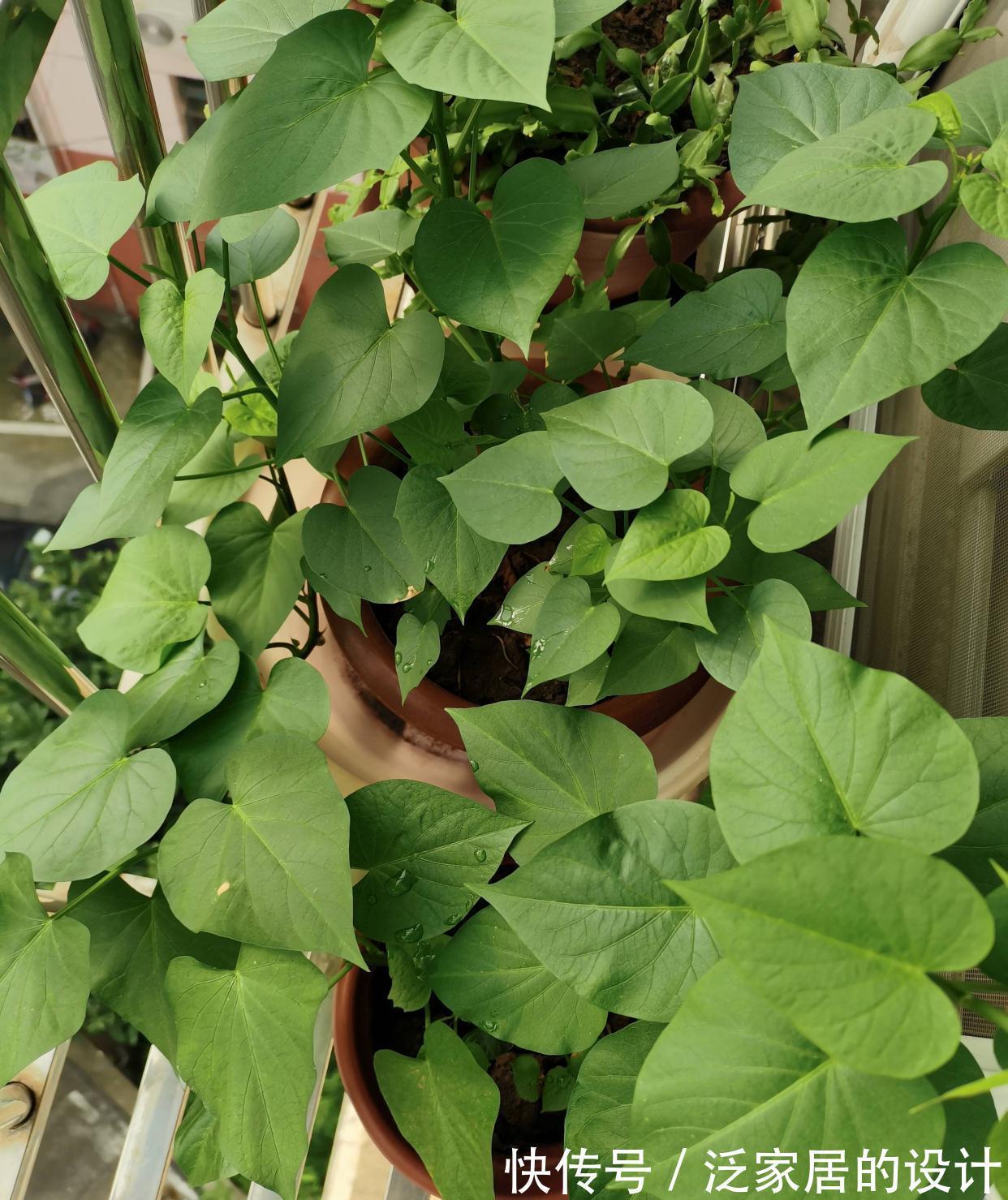 红薯还能这样玩,简单好养,一个月变盆景,生机盎然