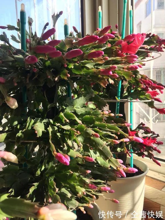 发财树|养花技巧6种花须用小盆“挤着养”,控水好、长得旺!