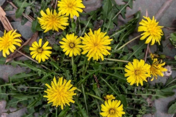 野菜|农村被埋没的4种野菜,营养价值超高,有人却不敢吃,早知早好!