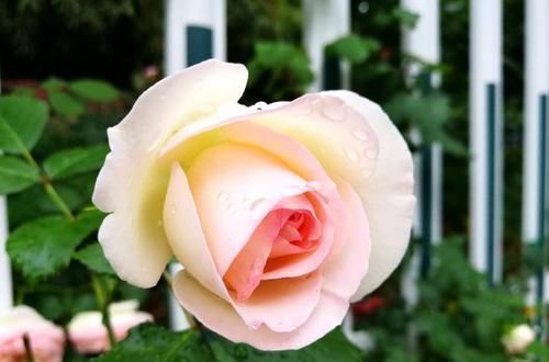 养花还烂根吗?3种东西随便撒一把,根不烂,长的粗,开花刹不住