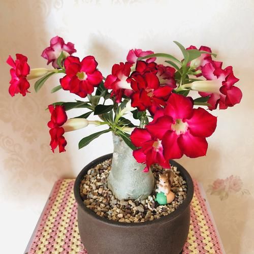 沙漠玫瑰，开花“靓丽”，长得慢不开花？毛病在“根系”