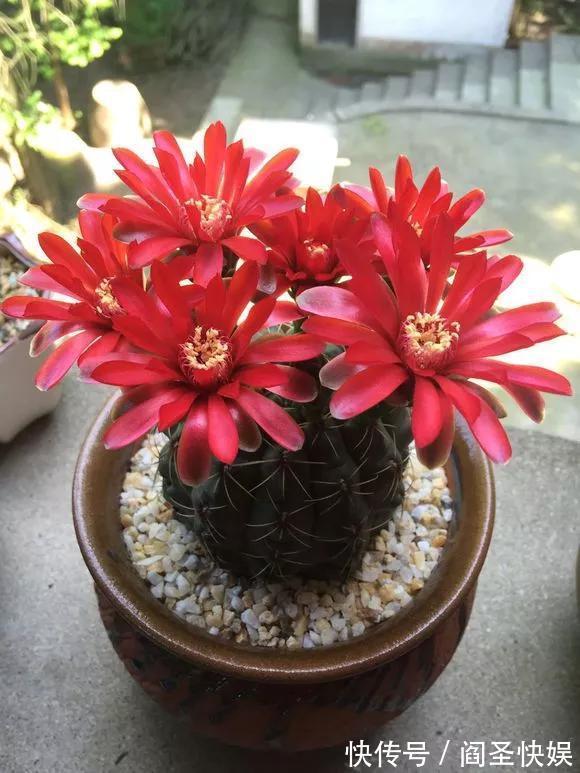 烂球|仙人球开花少,甚至不开花,3点要改善,满盆开出大花苞!