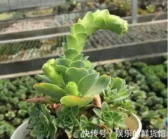 多肉长残的照片,看一次笑一次,根治各种抑郁