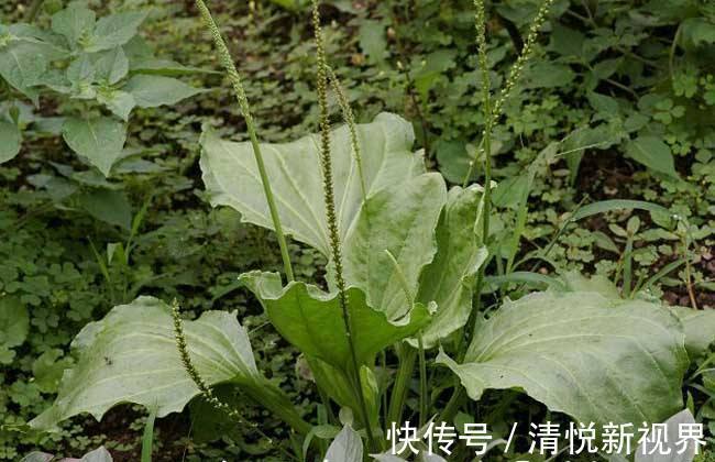 车前草|老中医祛湿方车前草煮水喝,连喝5天,除根