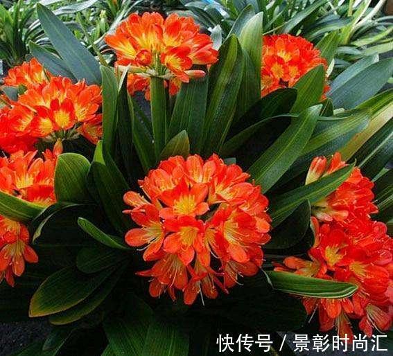 君子兰|阿婆的“君子兰”养了十多年,年年出新芽,年年开爆花,咋养的?