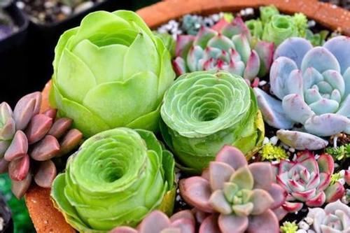 浇水|多肉这样浇水,才能让它越长越好,有观赏价值