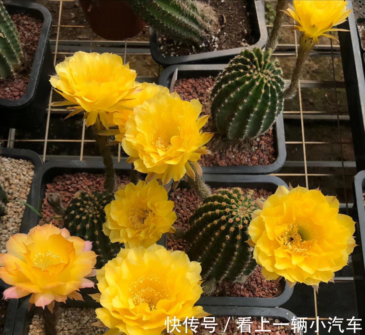 九种皮实花,多晒少管长得好,养成老桩更高档,绿萝没上榜