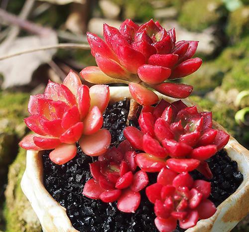 新芽|徒长的多肉蒂亚,一狠心叶片全撸了,冒新芽长成小老桩!