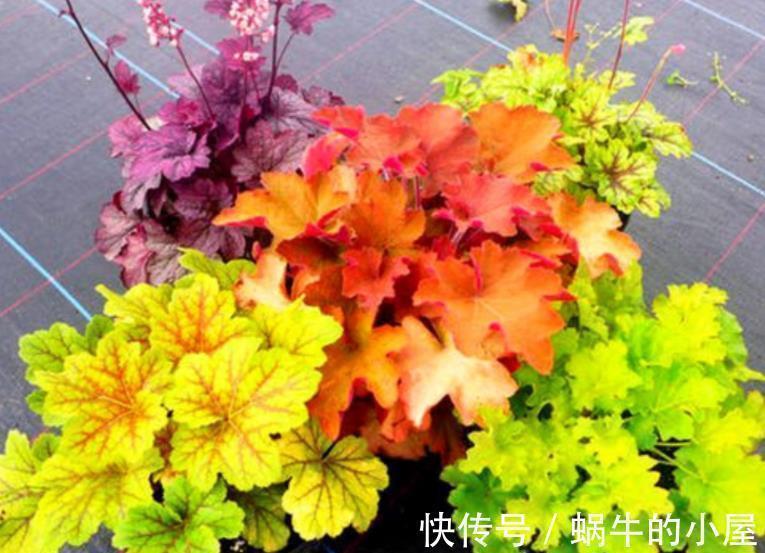 好养|盘点10种耐阴花，北阳台照样生机勃勃，皮实好养有格调