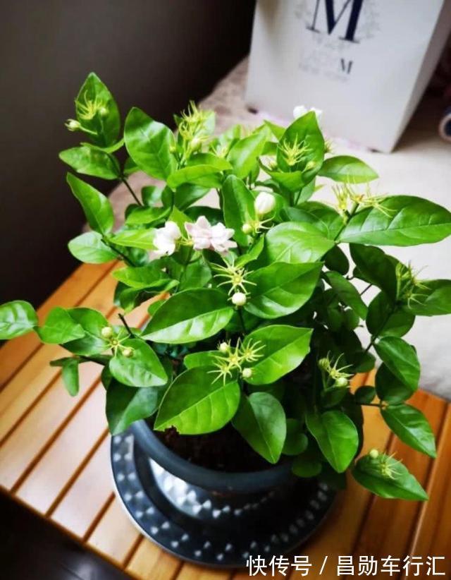 养花不会浇水吗?“六大口诀”记心间,养啥都能长得旺