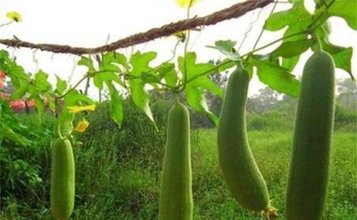 身体|女性不想变老,3种食物不离开,美容养颜、减肥瘦身,补益身体