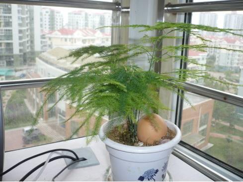 再穷也要养的6种花，穷不要紧，全家福气满满，健康才是重要的！