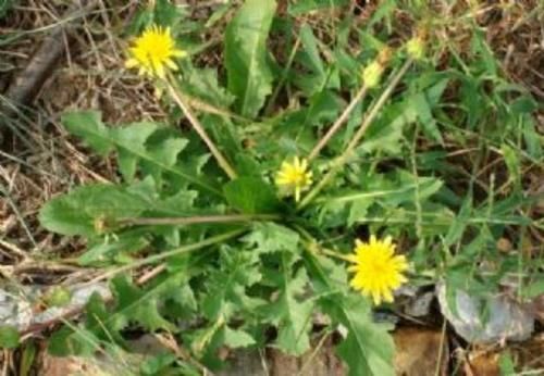 甲状腺|想要甲状腺结节松散，这4种东西建议要少碰，或许很多人都不清楚