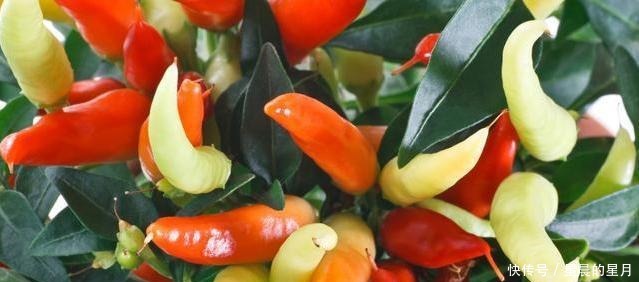 比花更美的辣椒,必须种一盆,色彩斑斓的辣椒,喜庆又美味