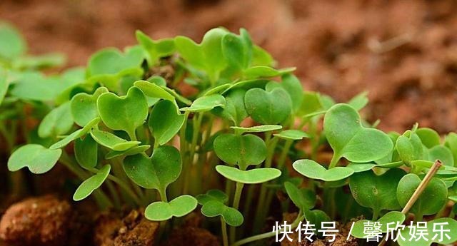 大小像“葡萄”一样的萝卜,种在花盆里,养30天就能摘一篮子