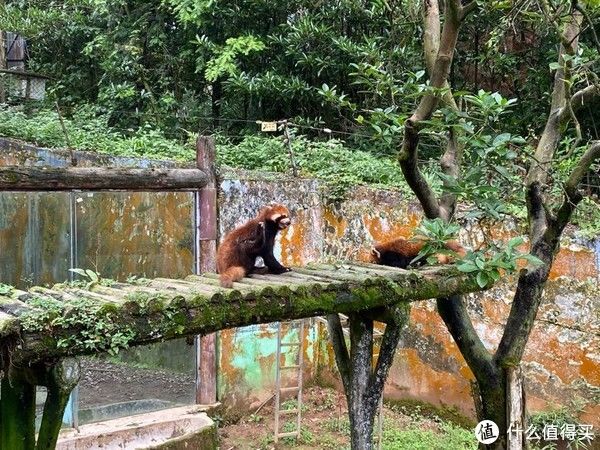 动物园|雅安碧峰峡野生动物园+ 上里古镇