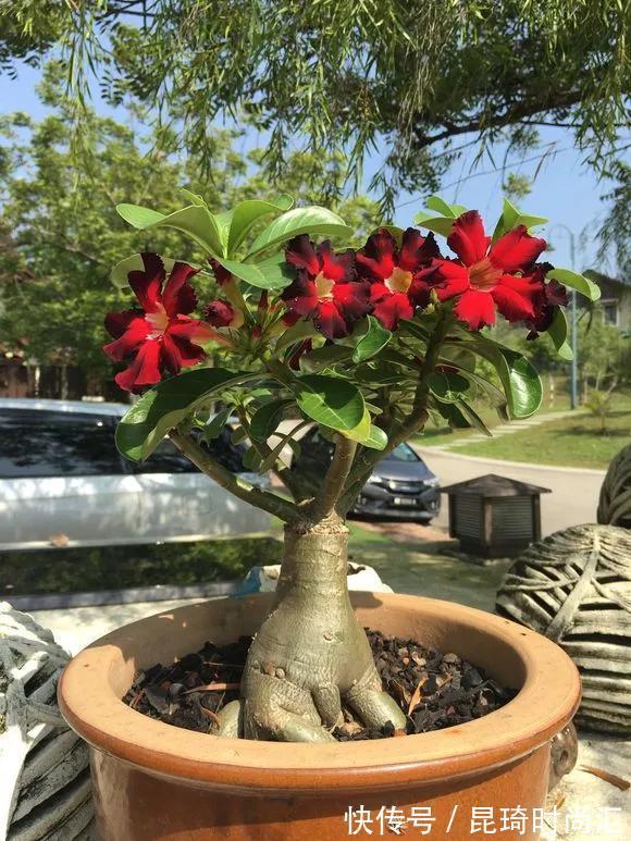 极难养死的4种花,太省心,丢阳台不管,轻松长爆盆