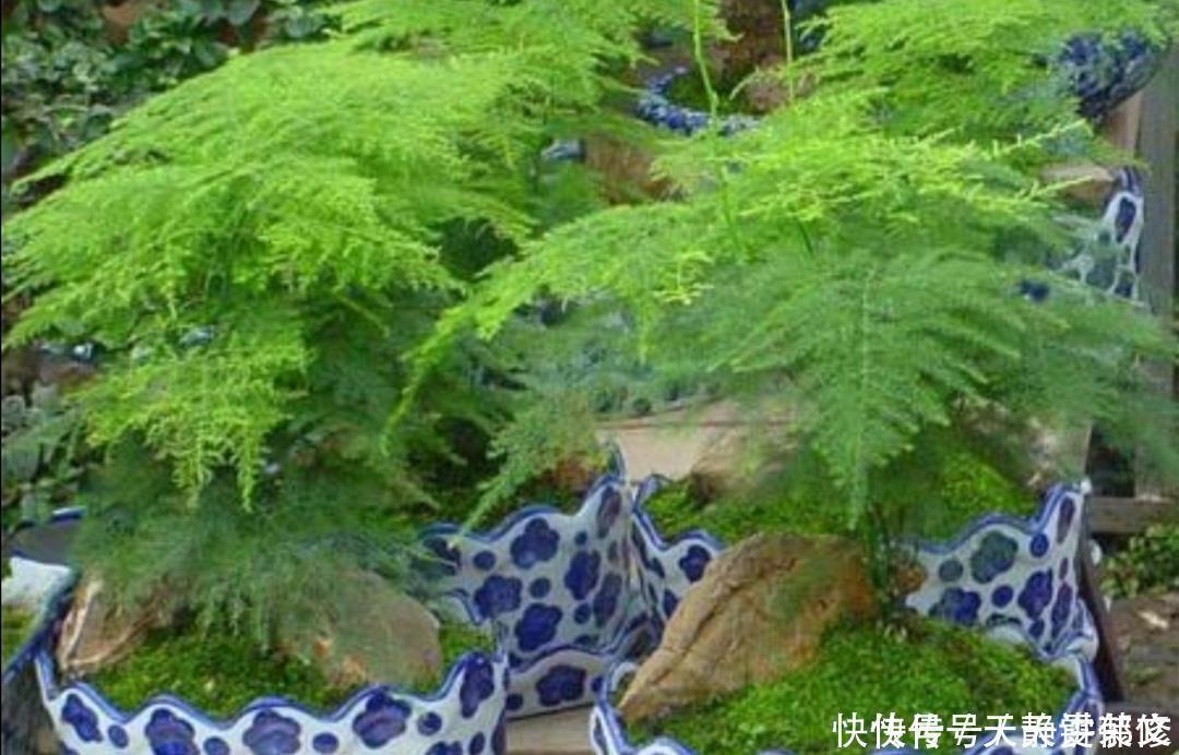 文竹盆景，怎样防止枝叶徒长保持株型低矮，姿态优美