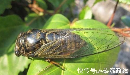 虫子|如何让孩子远离手机,这几乎是唯一的方式