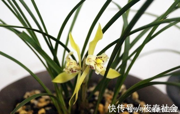 植株|养兰花做好“4步”,叶子不干尖,生长旺盛,新芽多,开花才棒