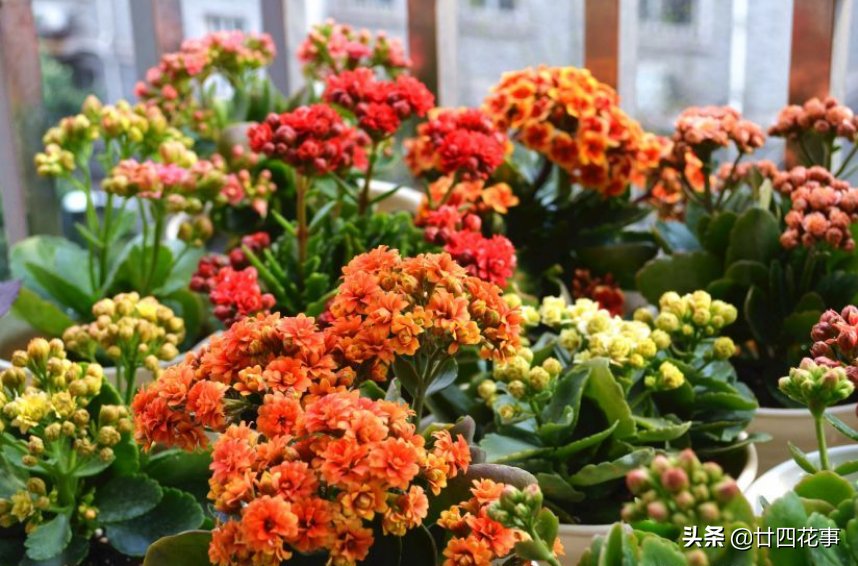 自养|花市长寿花满头花苞，自养却只有几朵？原来有“猫腻”，咱也学学