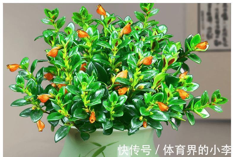 养花试试这几款,冬季尽可能多光照,对开花非常有利