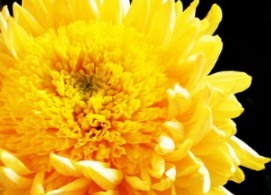 喜欢菊花，不如养盆“菊中珍品”唐宇托桂，似金蕊金衣，金忙四溢