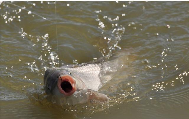 光合作用|真的是早上鱼口最好吗？其实鱼的开口时间与水质关系很大