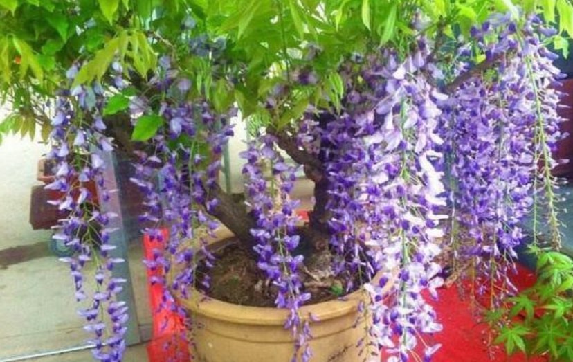 养护|春天就养5种花,好养又漂亮,花团锦簇,人见人爱!